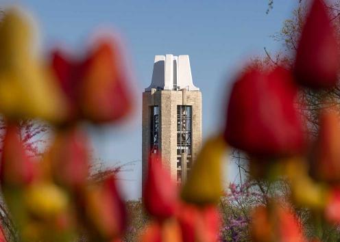 Tulips and the campanile